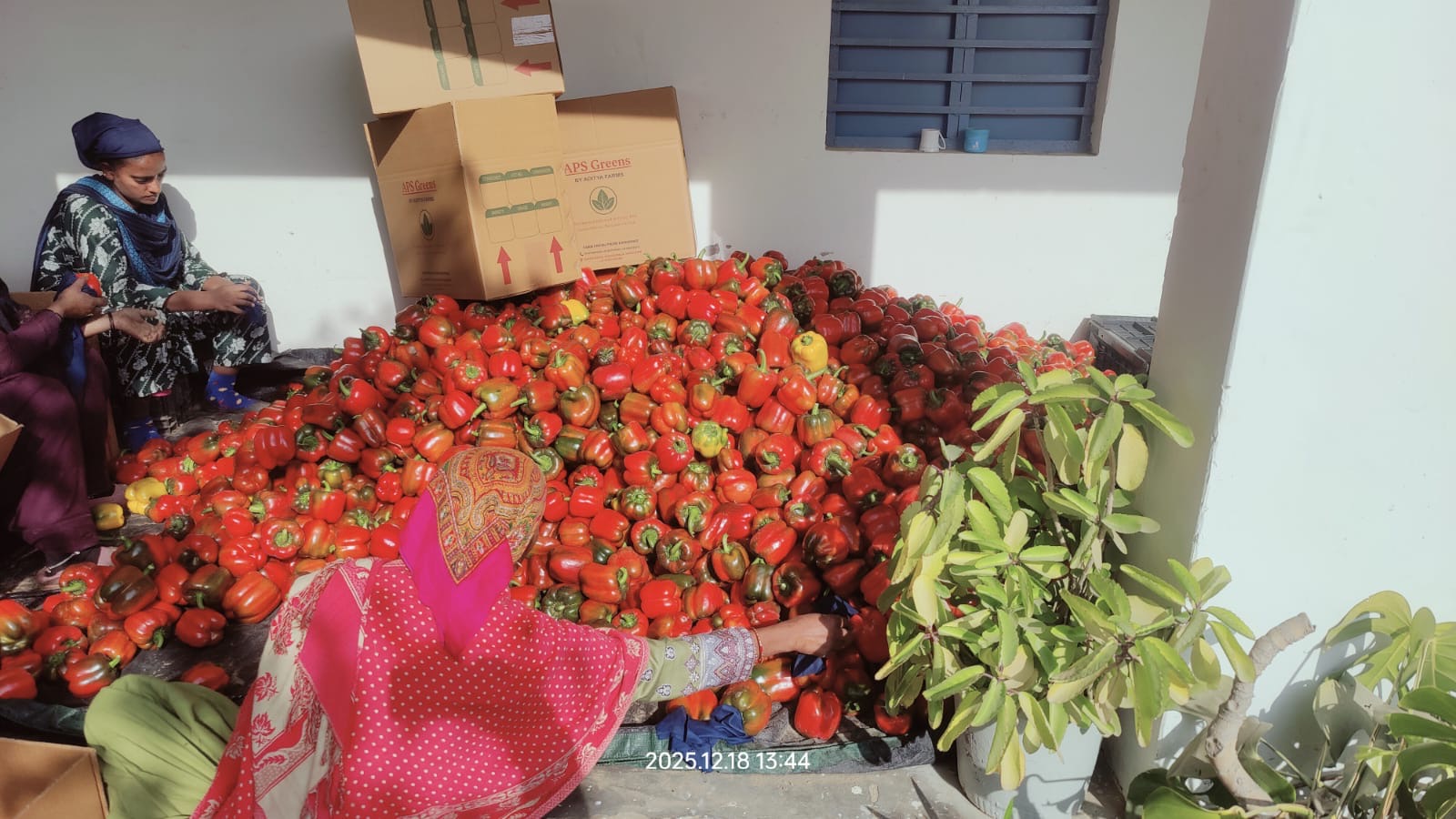 Red Bell Peppers - Harvest Day
