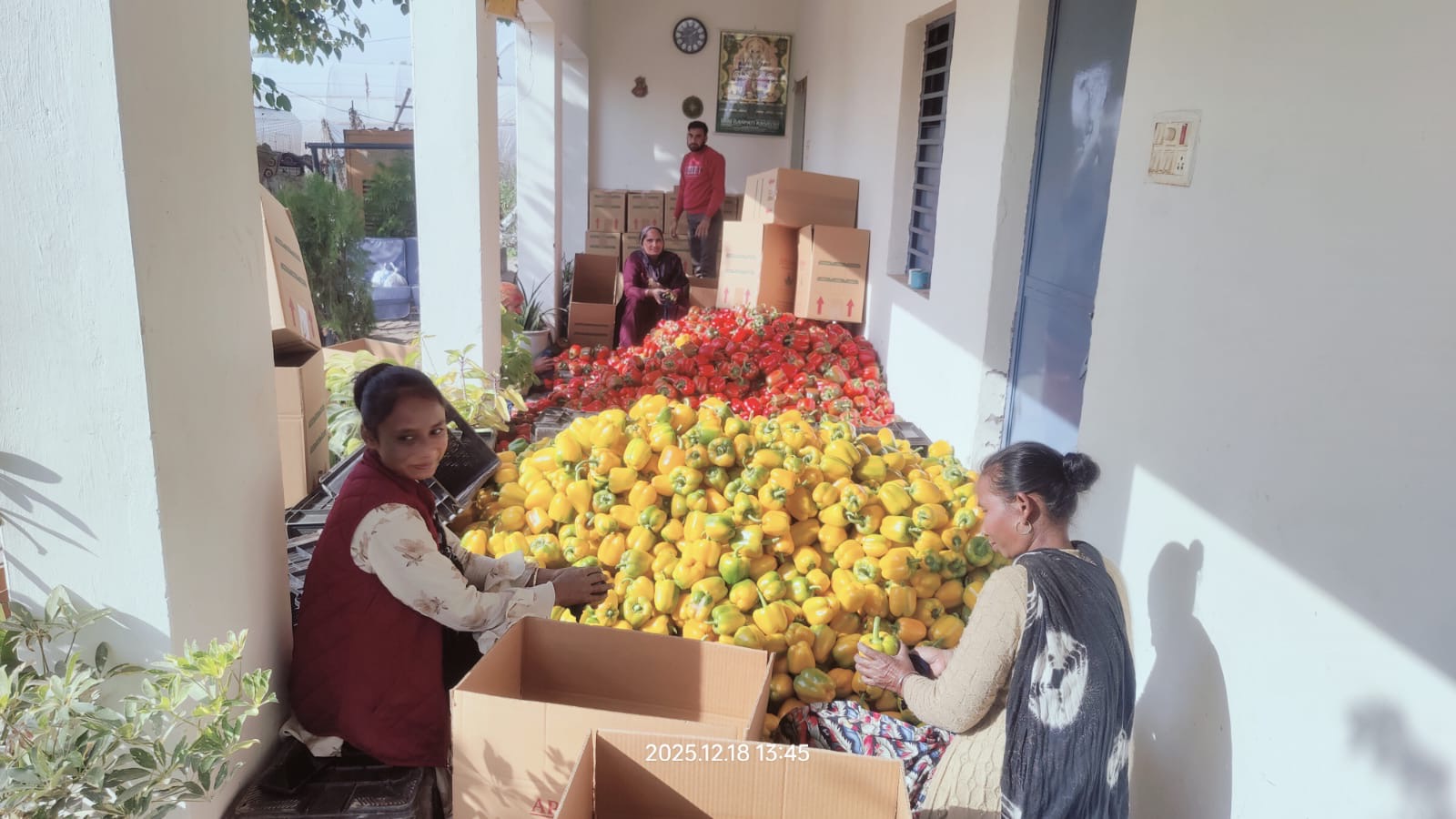 Boxing Fresh Produce