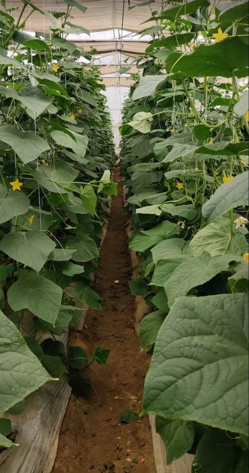 Cucumber Greenhouse