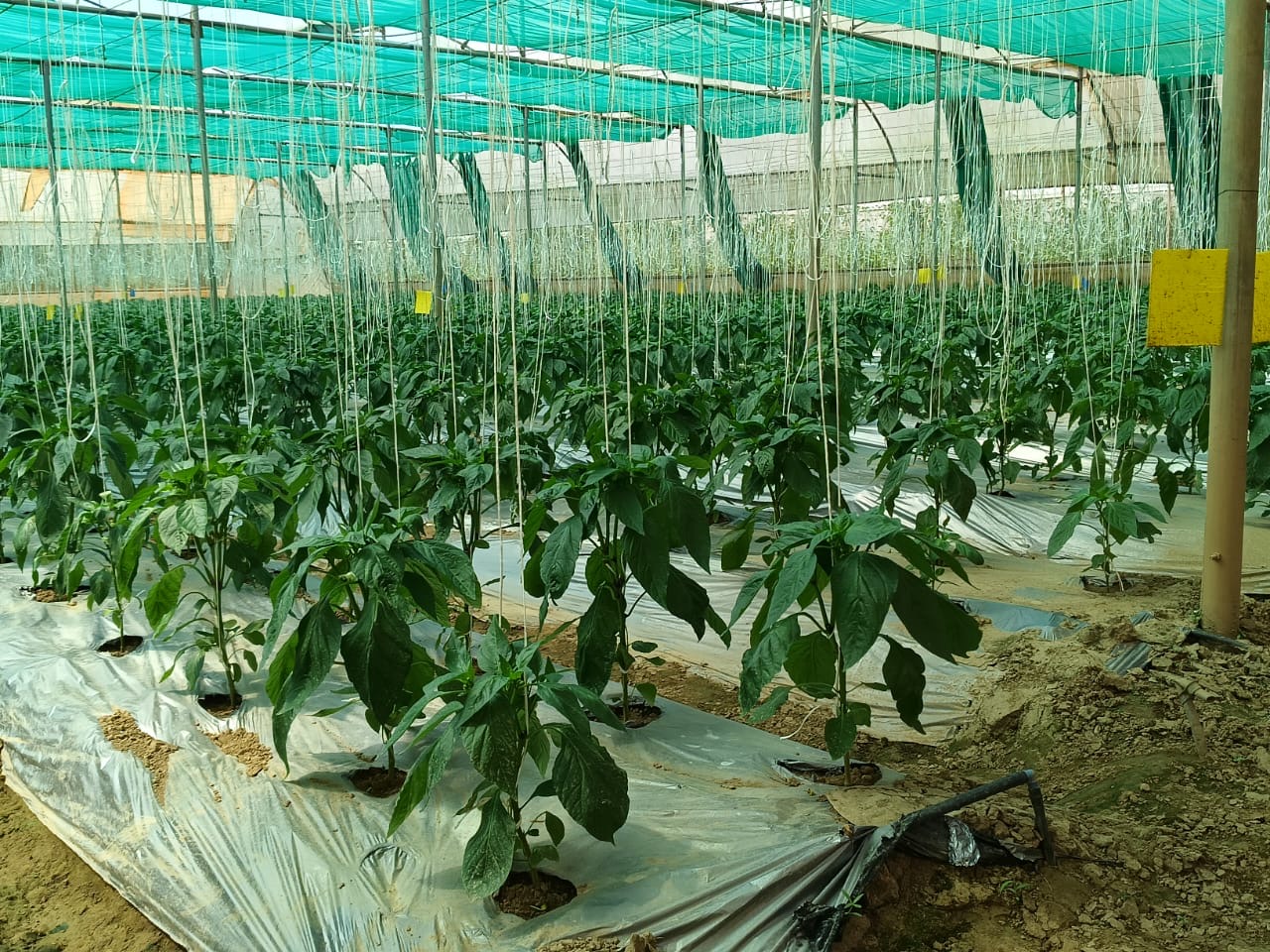 Colour Capsicum - Orange