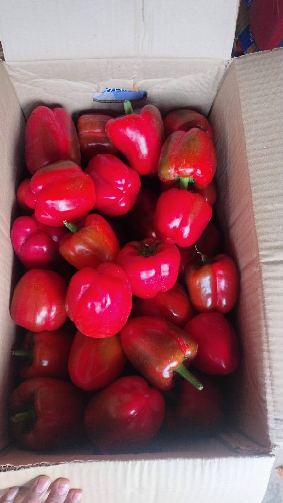 Colour Capsicum - Yellow